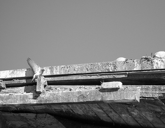 DSC_8241